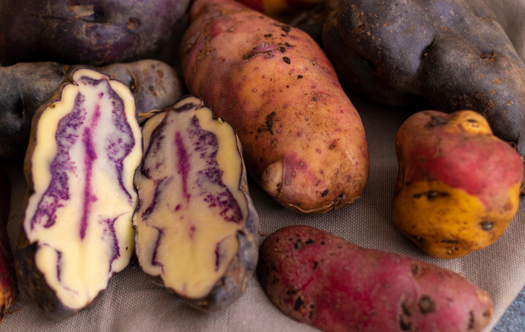 The Past and Present of Peruvian Potatoes | Kuoda Travel