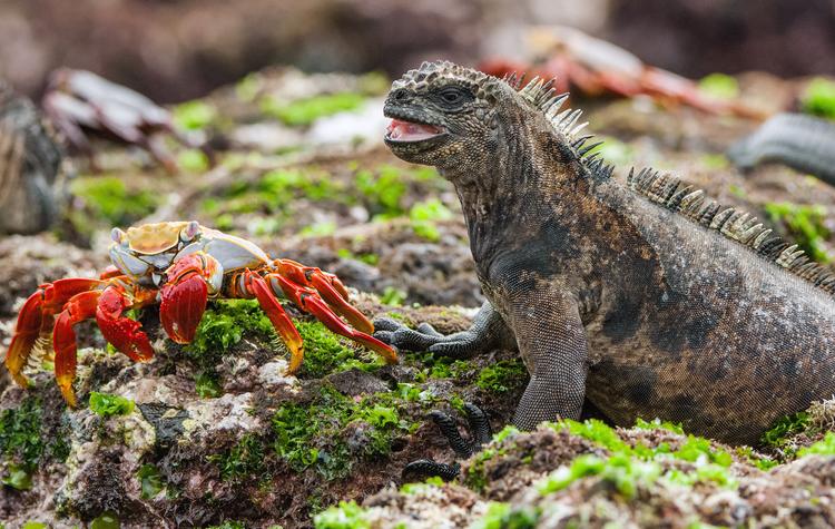 When To visit Galapagos Island