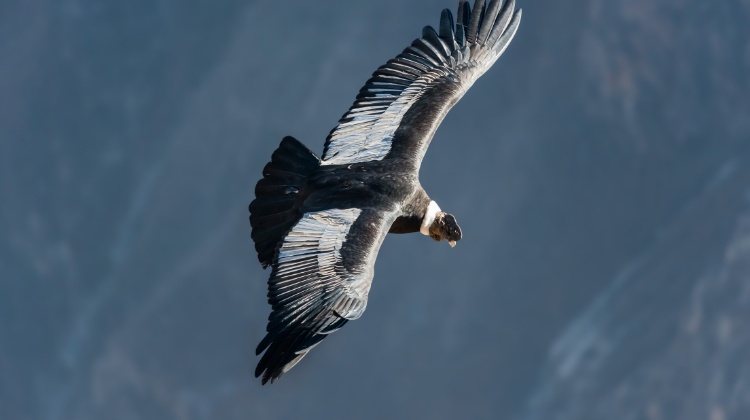 Things to See and Do in Arequipa_Admire the Condors at Colca Canyon